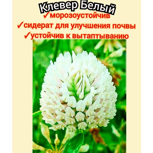������ ������ ������ ����� ���������� ��� ������ 1��, ������� ��� ����, ����� ��� ������/���� ����� ����