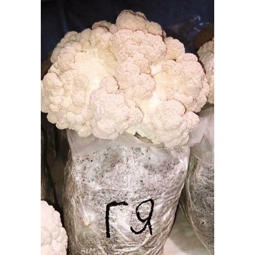 ������ ������ ������� ����������� ����� ������� ������������ ��� ������� ������ ����