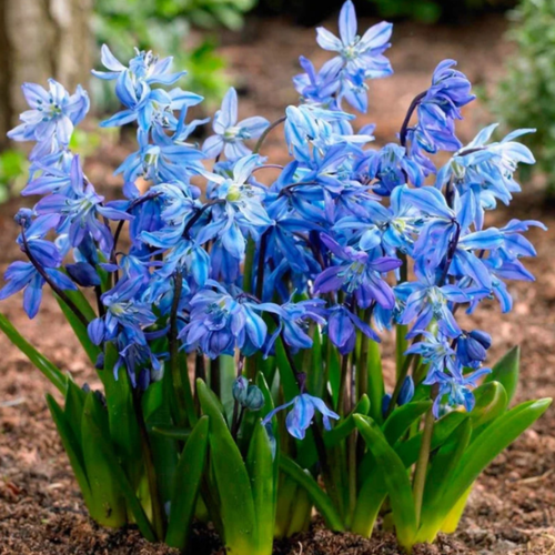 ������ ������ �������� ������, bulbs servise, ������ �������� ������� ( 10 ���� ) ����