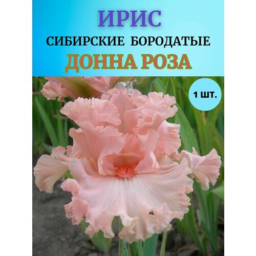 ������ ������ ���� �������� 1 ��, ����������� ����� ����