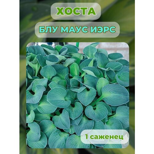 ������ ������ ����� �������, ����� ��������� 1 ����� ����