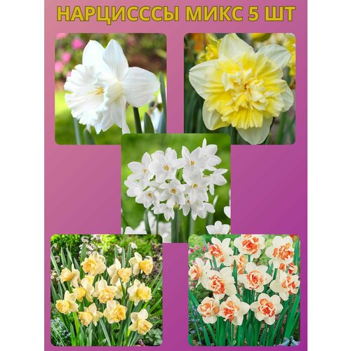 ������ ������ �������� ����������� �����, �������� 5 �� ����1 ����