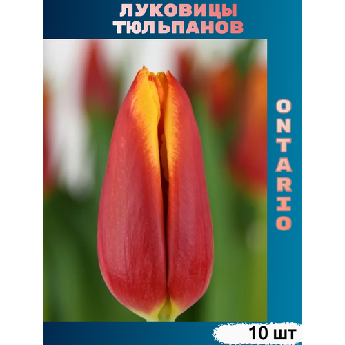 ������ ������ �������� �������� Ontario (10 ��) ����