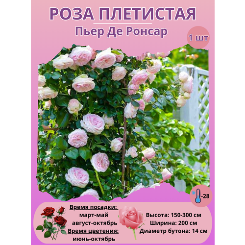 ������ ������ ���� ��������� ���� �� ������, ����������� ����� ����