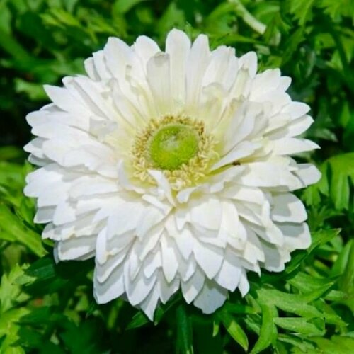 ������ ������ ������� ������� �. �. 5-6 ����� ������� 13 ��. ����