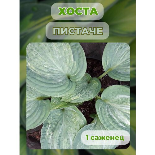 ������ ������ ����� �������, ����� ��������� 1 ����� ����