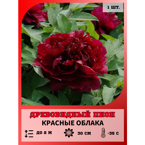 ������ ������ ���� ����������� ������� ������, ������� 1 ����� ����