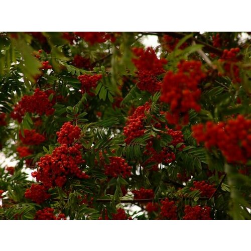 ������ ������ ������� ������ ������� ( 3-4 ���� , �7,5 , 150-175 �� ) ����