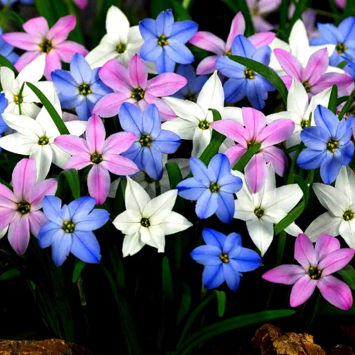 ������ ������ ������ MIX (10 �������) ����