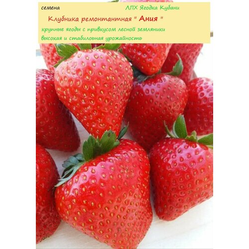 ������ ������ �������� ������������ 