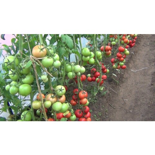 ������ ������ ������������� ������ ������ ������ ����