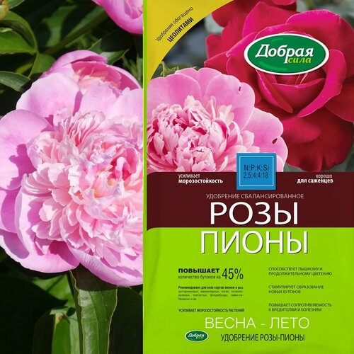 ������ ������ ������ ���� ����� ��������� ����-�����, ����� 0,9 �� ����