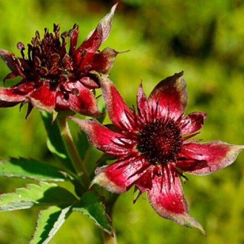 ������ ������ ������ ������ ��������� �������� 30 ��. ����