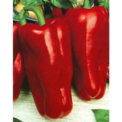 ������ ������ ������ ����� ������ F1 12�� (9-11��) (������� ������) ����