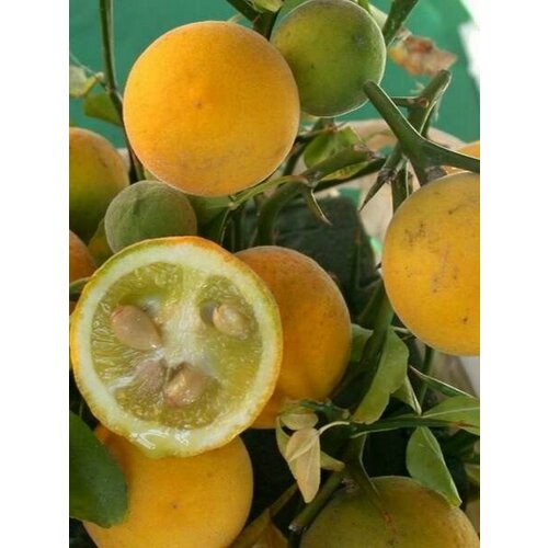 ������ ������ ��������, ����� ������������� ������������� ����������, ������ 5 �� ����