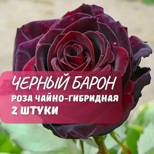 ������ ������ ���� �����-��������� 