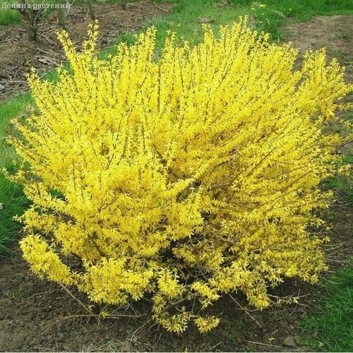 ������ ������ �������� �������� (1 ������� � ������ 15-20 ��). Szkolka roslin A.M (������) ����