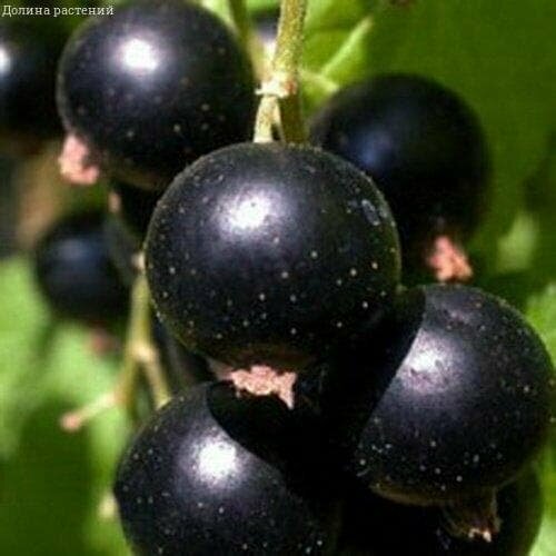 ������ ������ ��������� ������ (1 �������) ����