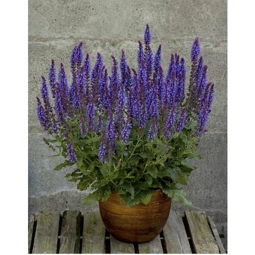 ������ ������ ������ ������ ��������� New Dimensions Blue ����