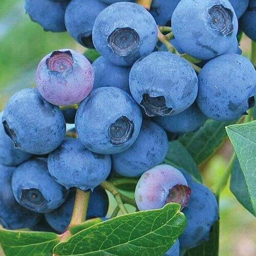 ������ ������ �������� ���� ��� (������������) 2-� �����, � ������ 30-40 �� ����