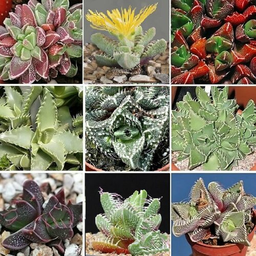 ������ ������ �������� ���� ������, ����������, ����� �����, ������ ����