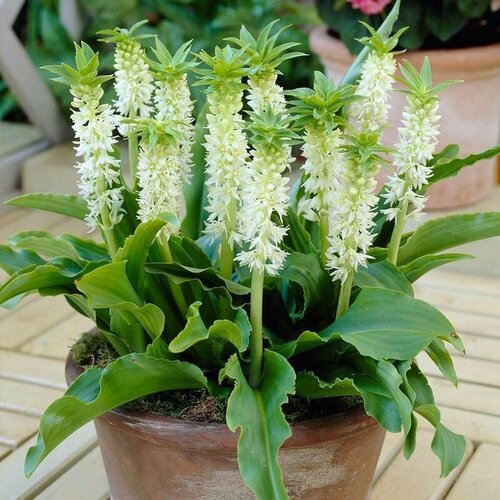 ������ ������ ��������� �����, Eucomis Zambesiaca, ������ ����