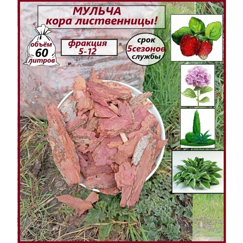 ������ ������ ������. ���� �����������, 5-12. ������ ��� ���� 60 ������ ����