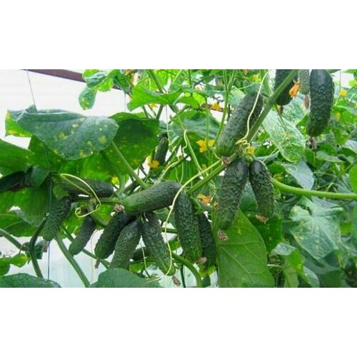 ������ ������ ������������� ������ ������ �������� ������ ����