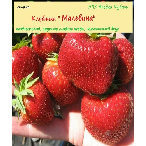 ������ ������ �������� 