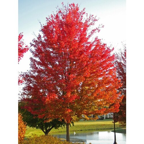 ������ ������ ������ ��� ���������� ����������� (Acer saccharinum), 10 ���� ����