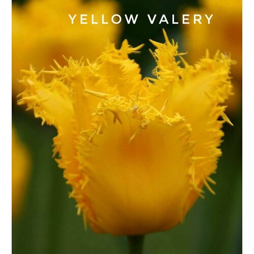 ������ ������ �������� �������� ������������ , Yellow Valery ����, �����, 3 �������� ����