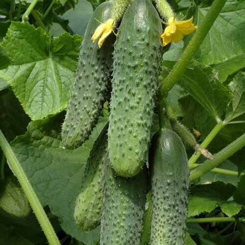 ������ ������ ������������� ������ ������ ���� F1 ����