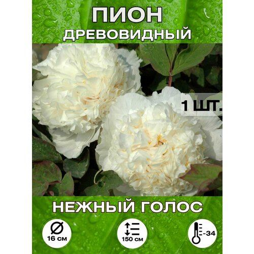 ������ ������ ���� ������ �����, ��������� ����