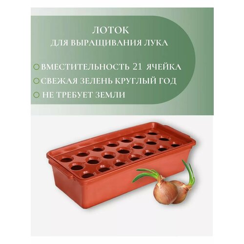 ������ ������ ����� ��� ����������� ���� ����