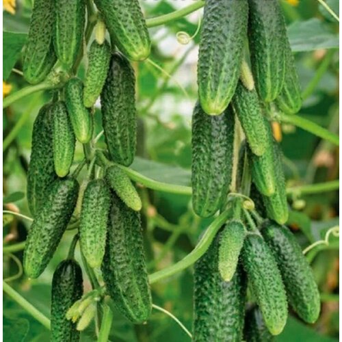 ������ ������ ������������� ������ ������ �������� ����