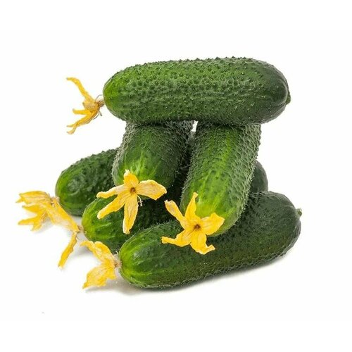 ������ ������ ������������� ������ ������ ������� F1 ����