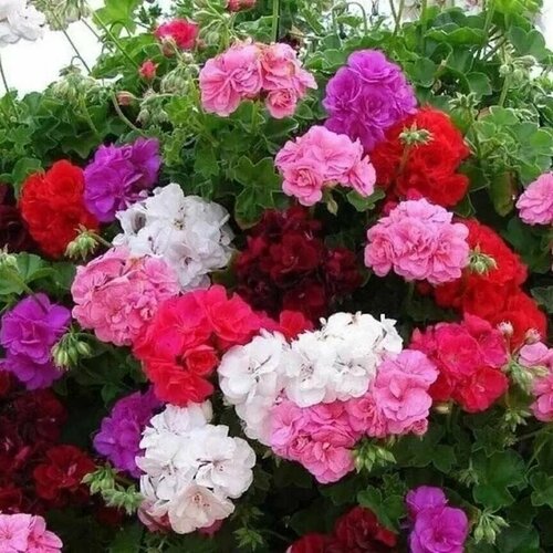 ������ ������ ����������-1��, ����������� 