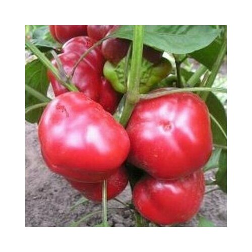 ������ ������ ������������� ������ ����� �������� ������� ����