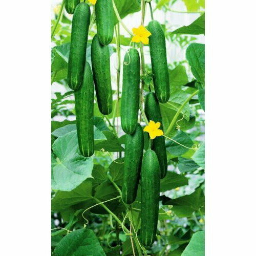 ������ ������ ������ ������ ������ - ��������� ���� F1 (��) �/� ����