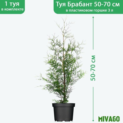 ������ ������ ��� �������� ������� C3, ������ 50-70 ��, ������� ������ 19 ��, ������� ����