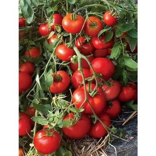 ������ ������ ������ ������� 