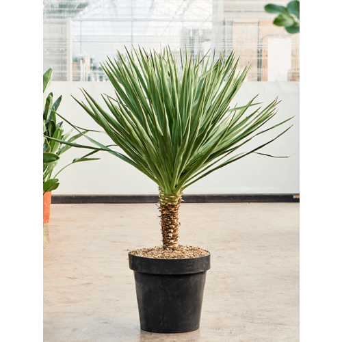 ������ ������ ���� 2024, ���� ��������� �������� (Yucca Gloriosa), ������ 5 �� ����