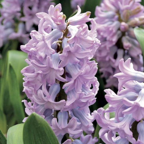 ������ ������ ������� ��� ��� (2 ��) ����