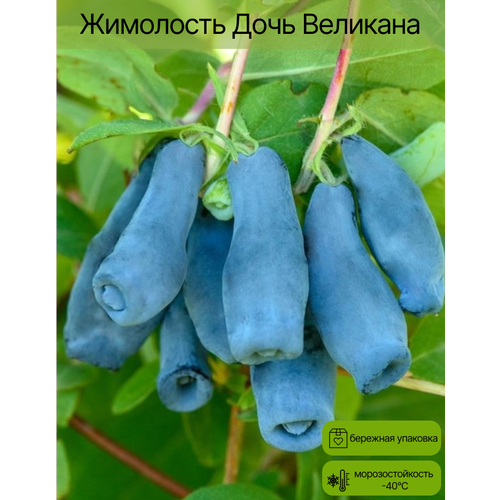 ������ ������ ��������� ���� �������� ������� 2 ���� ����