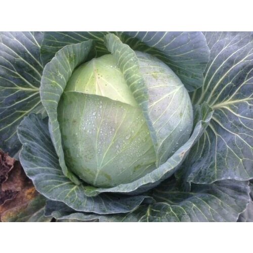 ������ ������ ������������� ������ ������� �/� �������� F1 ����