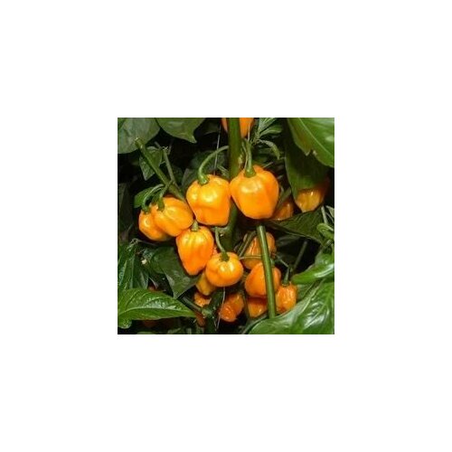 ������ ������ ������ ������ ����� Scotch Bonnet yellow, 5 ����� + ������� ����