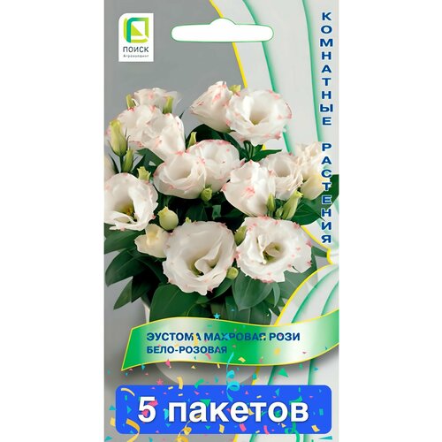 ������ ������ ����� ������� �������� ���� ����-������� 5 ������� ����