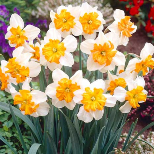 ������ ������ ������� PARISIENNE (3 ��������) ����