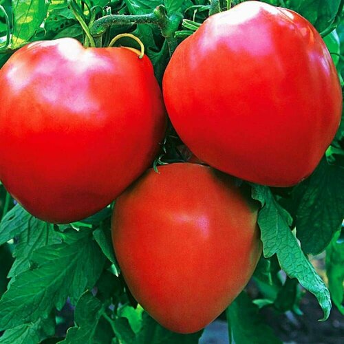 ������ ������ ������������� ������ ������ ���������� ����� ������ ����������� ����