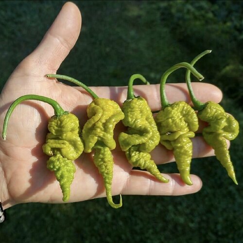 ������ ������ ������ ������ ����� ������ T-Rex Mustard 5 ��. ����